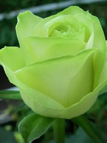 seagull.it.me의 0911