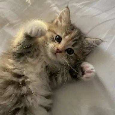 Profile image of Mochi