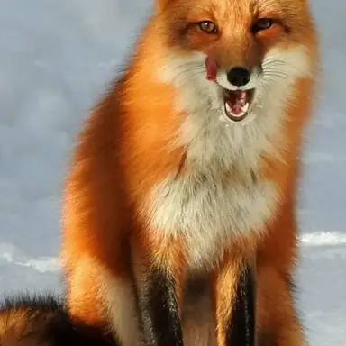 Profile image of 김여우