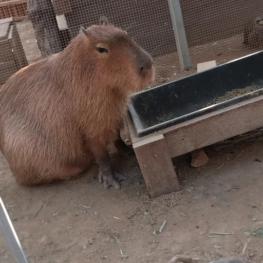 카피바라