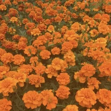 sleepground-Psychord의 하루토