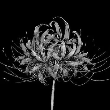 Profile image of 칼리파