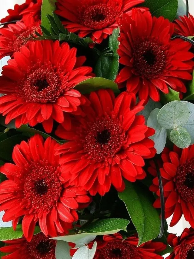 Kemuri_777_의 せめよんと先生