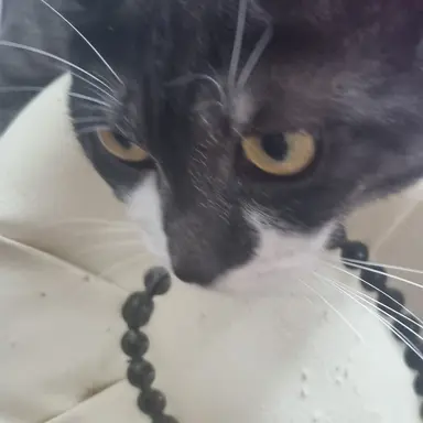 Profile image of 늑대