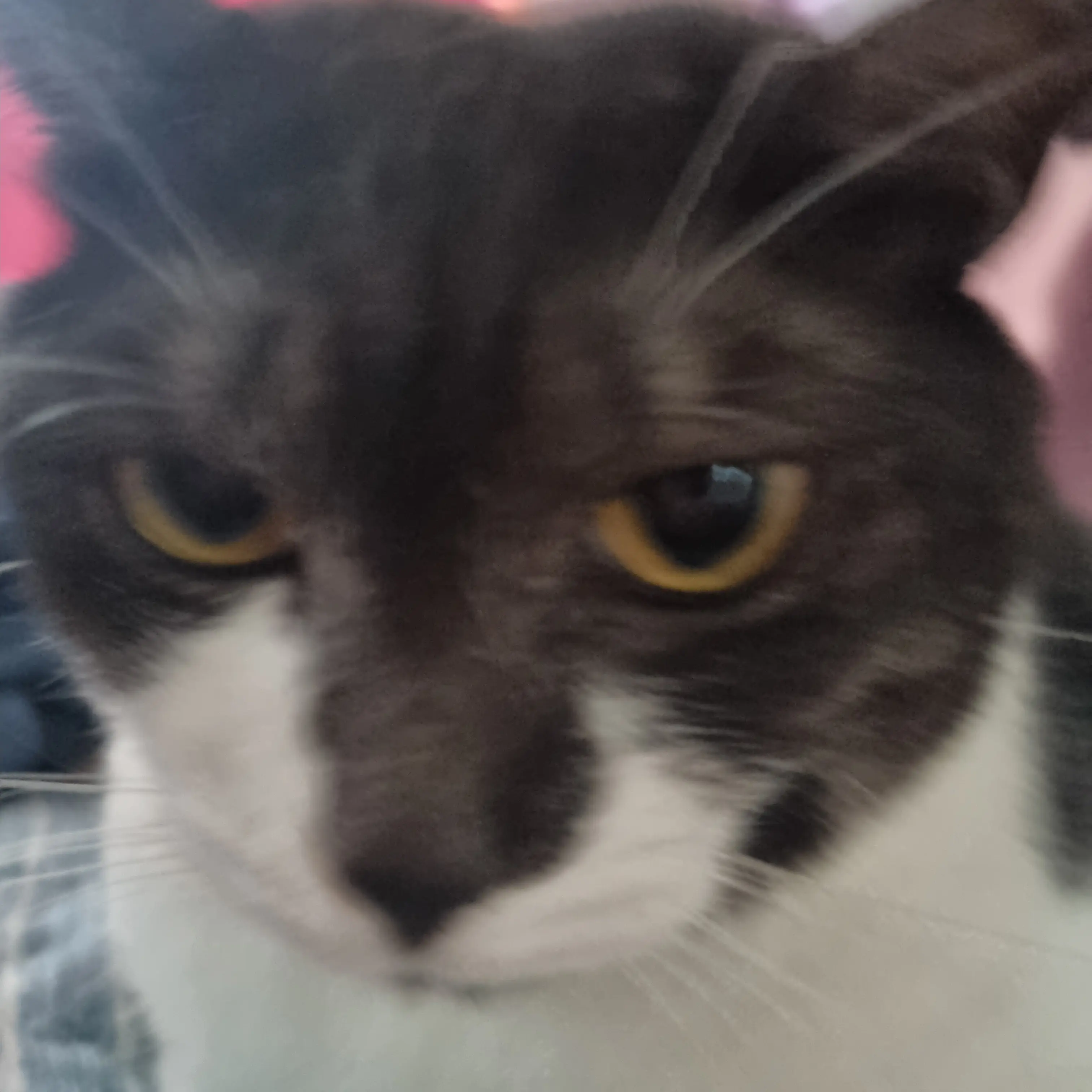 Djjdjdjdjw의 팀나빠×늑대