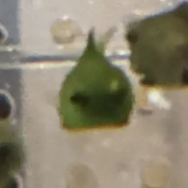 Profile image of 溺死中睡眠ング