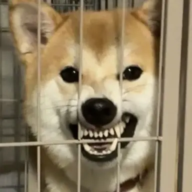 Profile image of お前歯茎ック