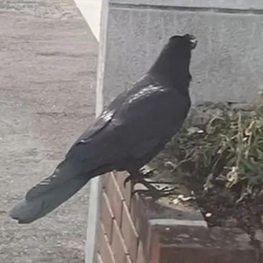 Profile image of 生は三トリー