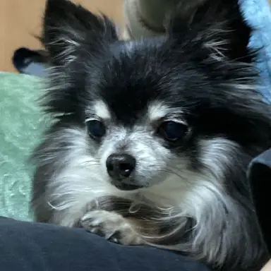 Profile image of 明チワド愛