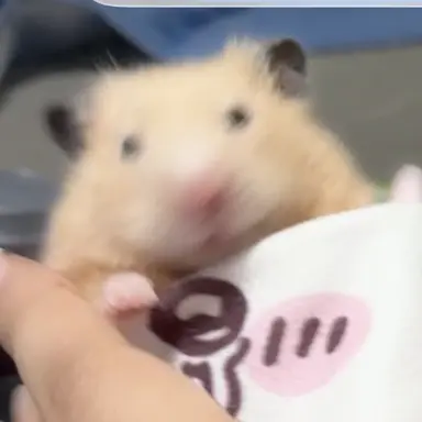 Profile image of ハムエク7