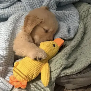 Profile image of ミンギュ