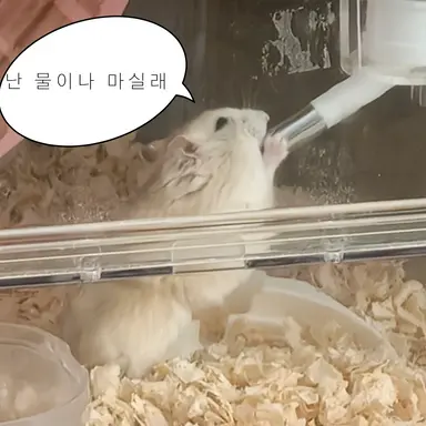 Profile image of 십비