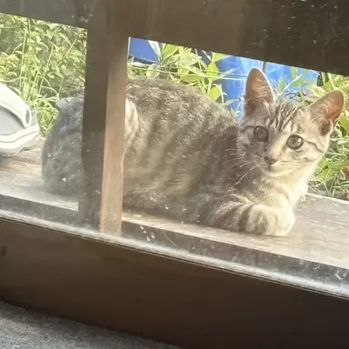 Profile image of ミコ