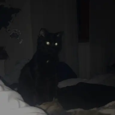 Profile image of Unnamed cat