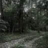 Profile image of Forest RPG