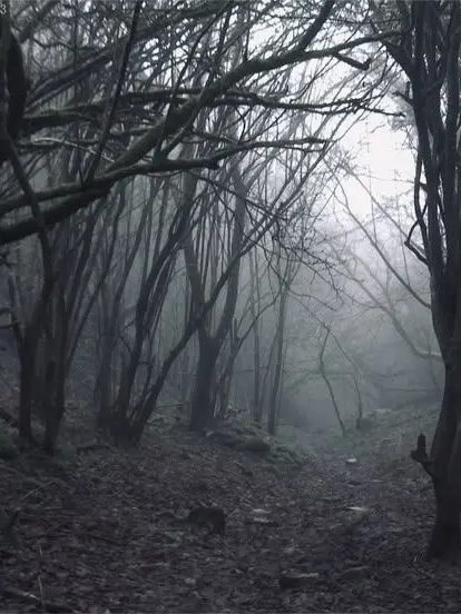 aurigacmakez의 Forest