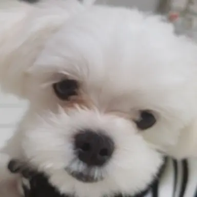 Profile image of 강_태_현