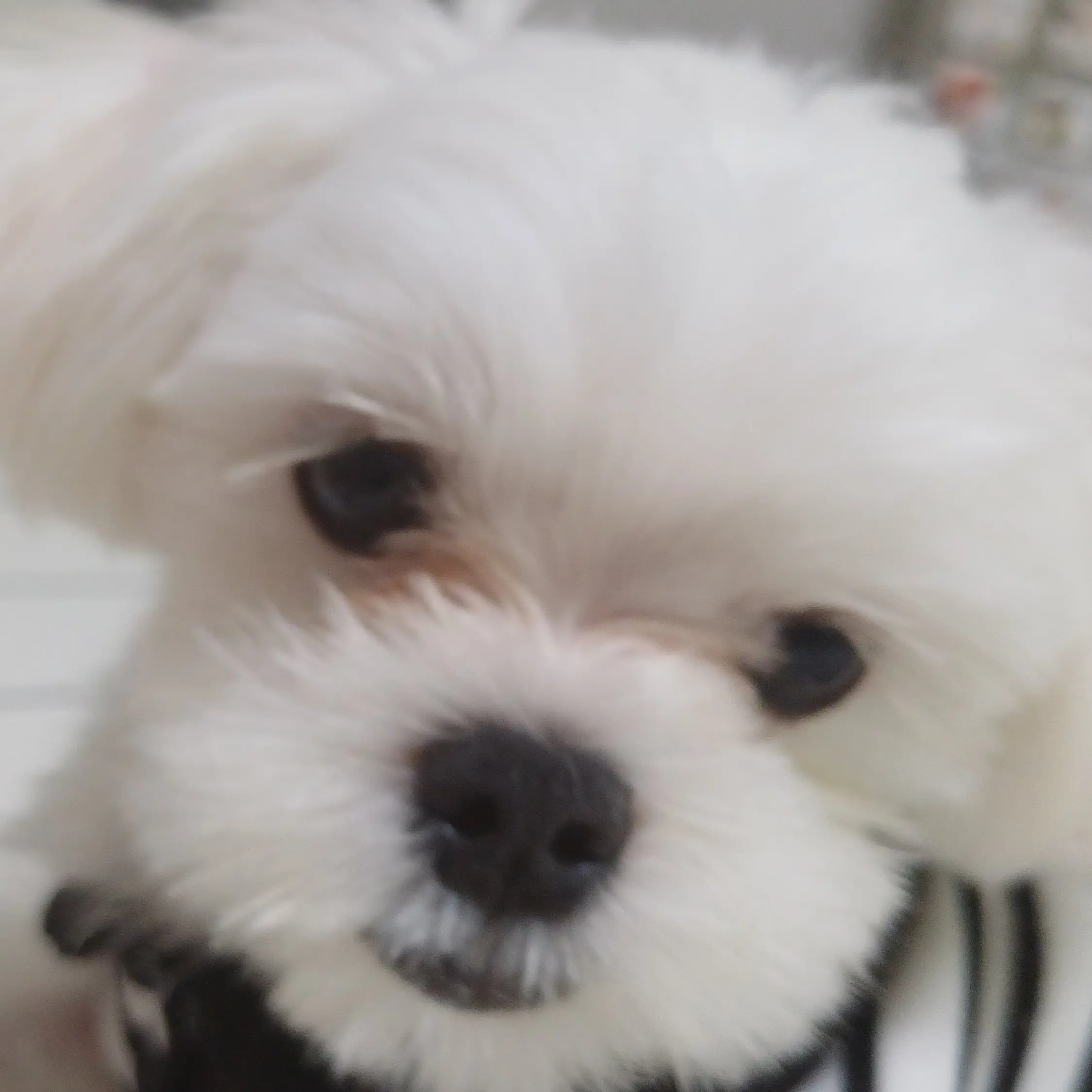 _7204의 강_태_현