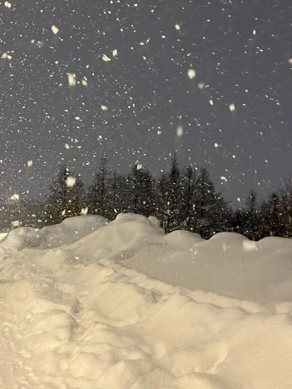 01ilov의 북극곰과 물범