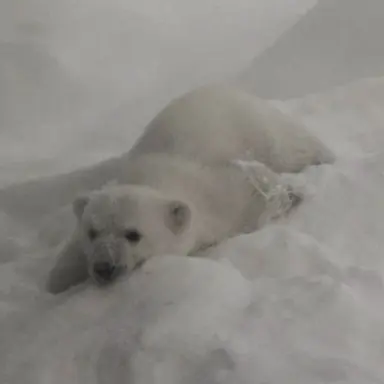 Profile image of 안푸