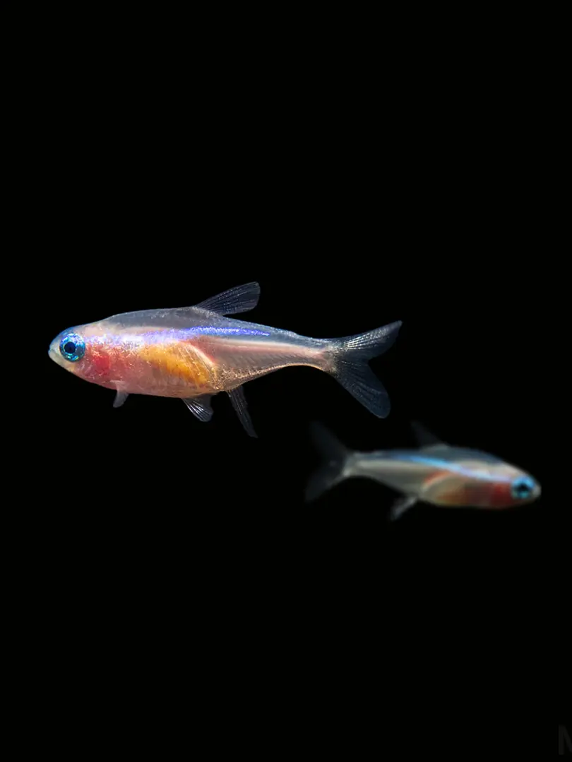Q549A3t의 Bathtub & Neon Tetra