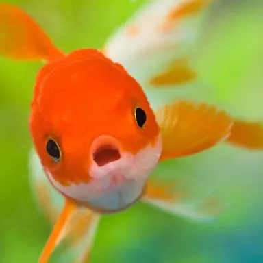 Profile image of 여우