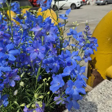 Profile image of 티아드림