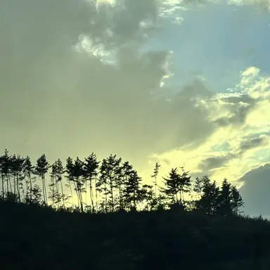 Profile image of 로보 프로스터