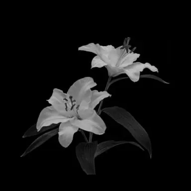 Profile image of 시우