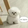 Profile image of 양정인