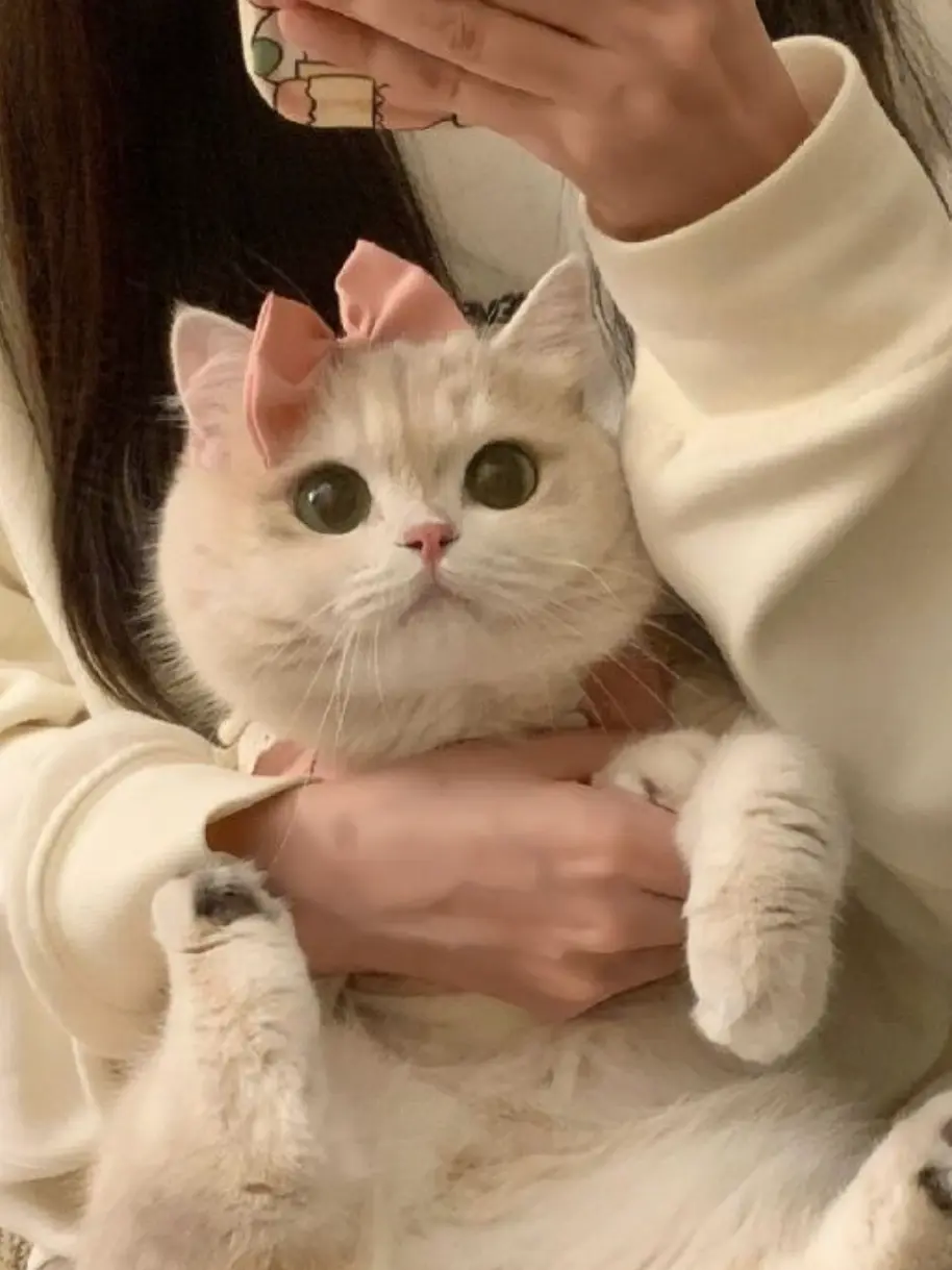 tolom1_xoxo의 パティシエ