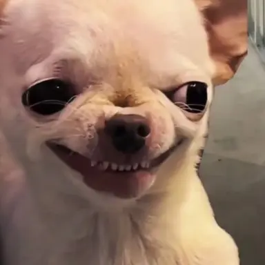 Profile image of 늑대