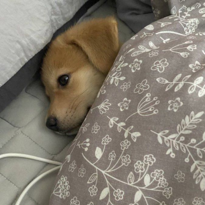 누나 변태... 대표 이미지