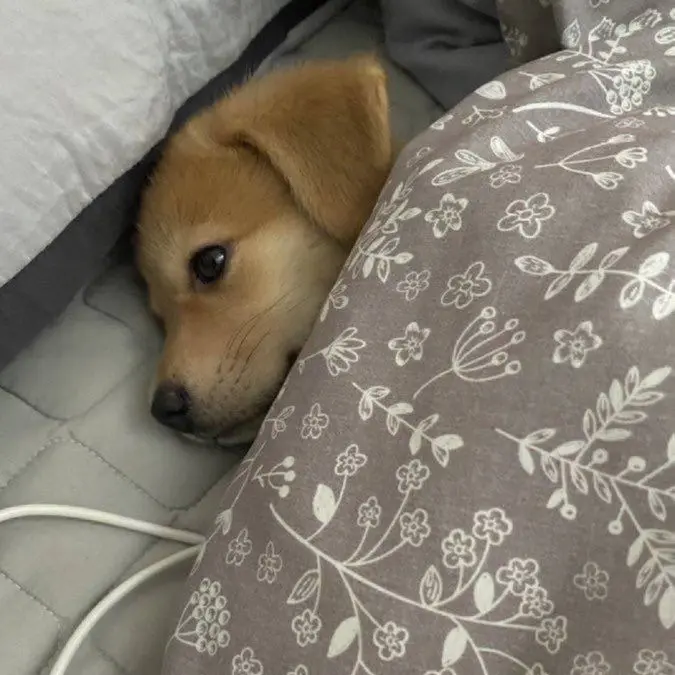 iiino의 누나 변태...