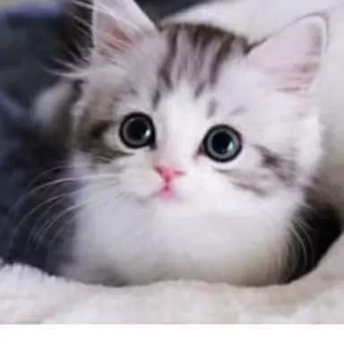 Profile image of 고양이