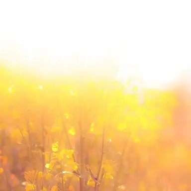 Profile image of 風楽奏斗