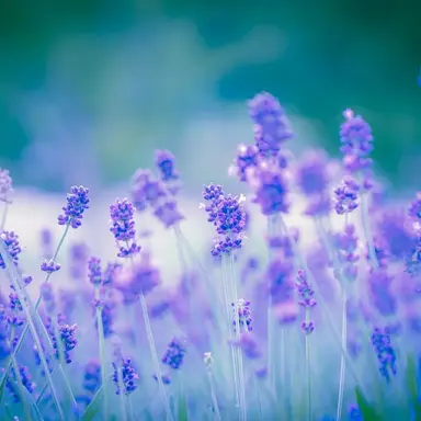 Profile image of 渡会雲雀