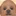 犬