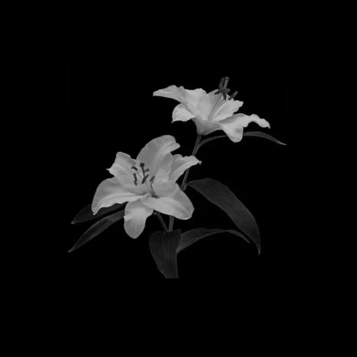 M_1ne.의 Shiromi Torayoshi.