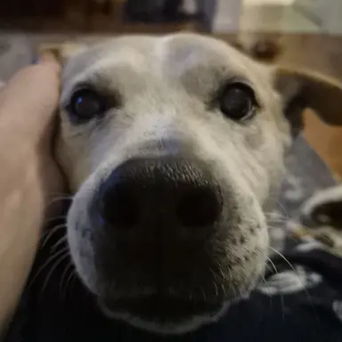 Profile image of Random dog