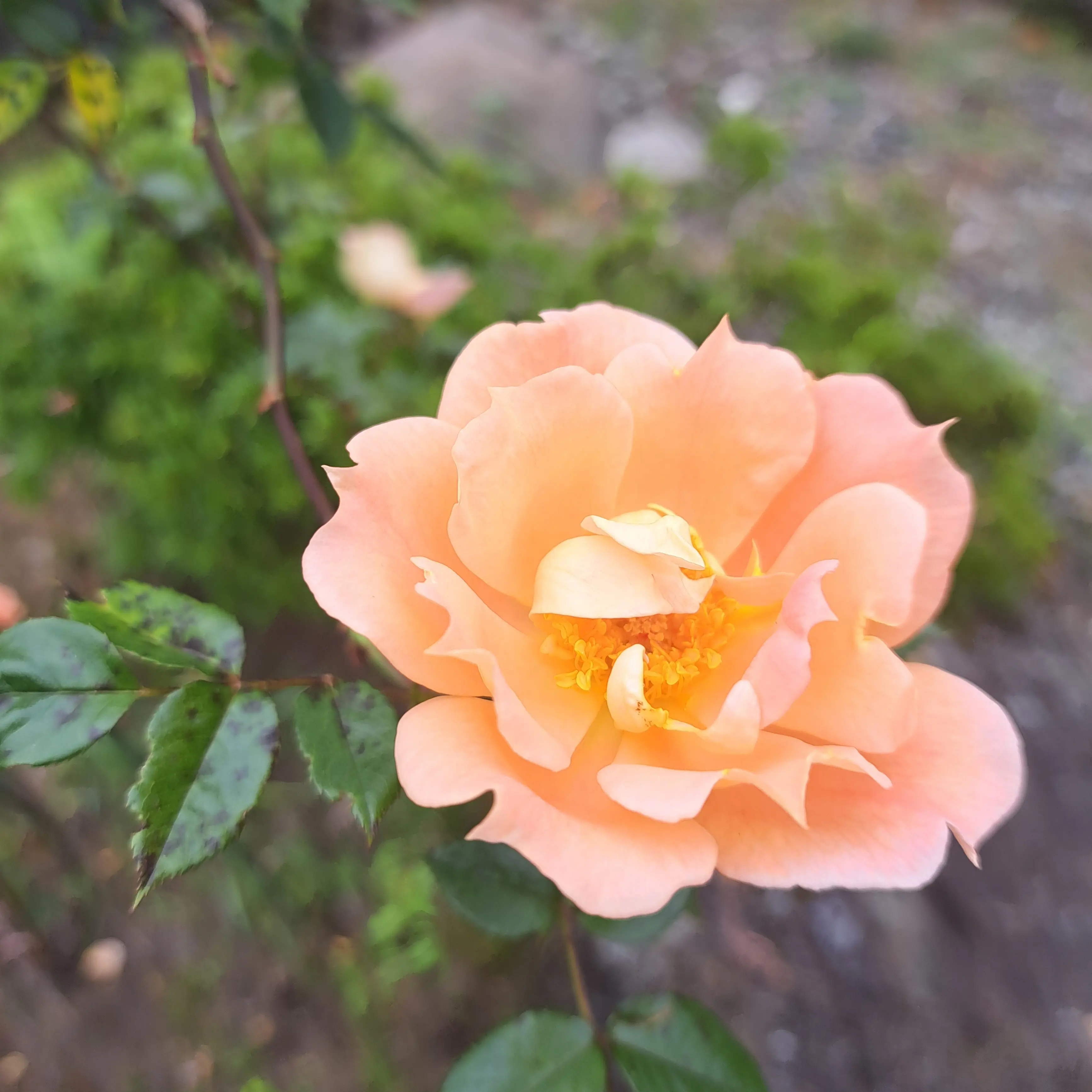 SmallEra4467의 イギリスの植民地！