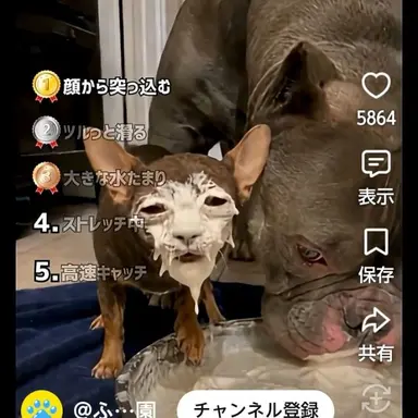 Profile image of ブリ子