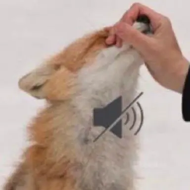 Profile image of 여우