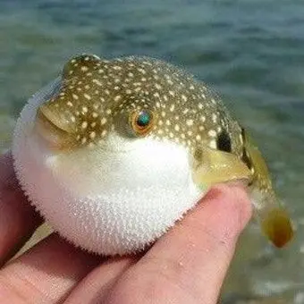 Profile image of 정호영