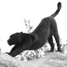 Profile image of 자르온