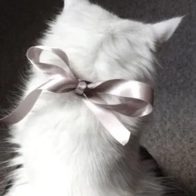Profile image of 舞