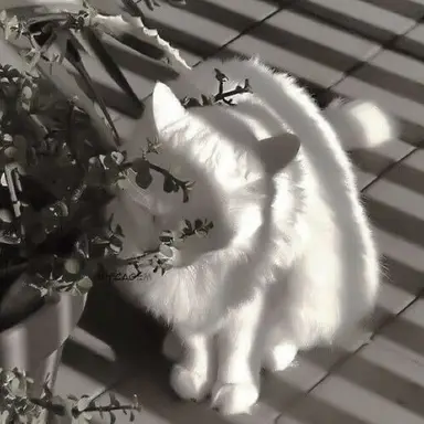 Profile image of 凛花