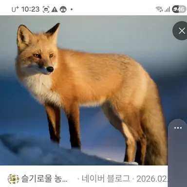 Profile image of 여우