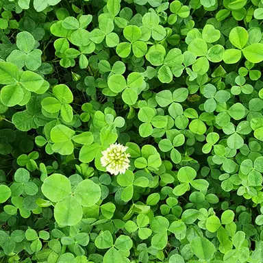 Profile image of 고고프렌즈