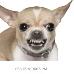 aldksgody의 치와와 키우기